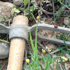 Les Clos d'Elis - Outil - Coccinnelle