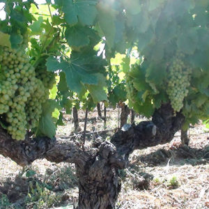 Vignes du Clos d'Elis