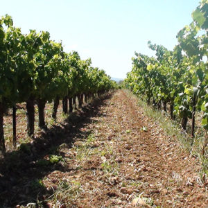 La Culture de la vigne