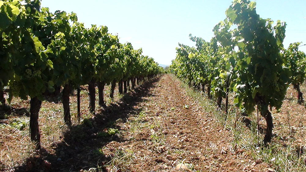 La Culture de la vigne