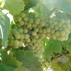 Vignes du Mas de Boissonnade