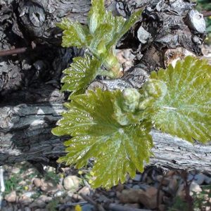 2013047_10001-compressor