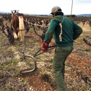 Labour au cheval au Mas de Boissonnade
