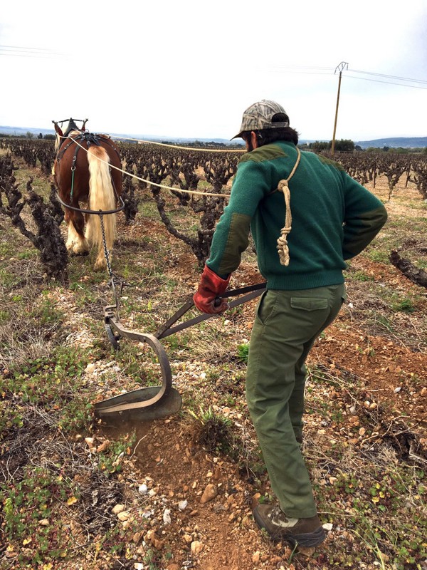 Labour au cheval au Mas de Boissonnade