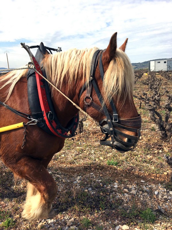 Labour au cheval au Mas de Boissonnade
