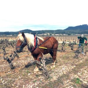 Labour au cheval au Mas de Boissonnade