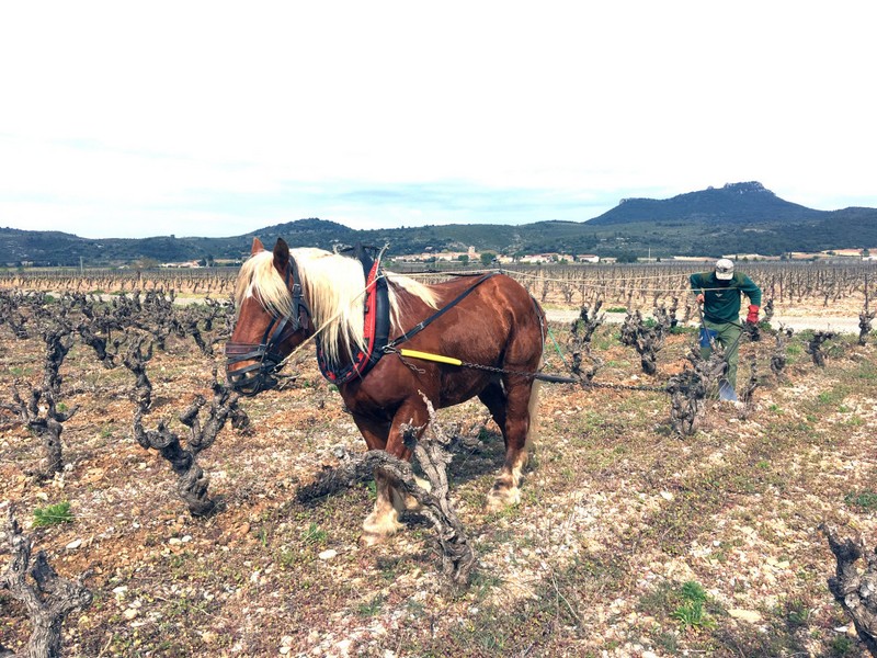Labour au cheval au Mas de Boissonnade