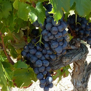 Vinification - Clos d'Elis