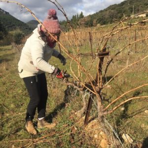 taille-vignes-clos-delis-2