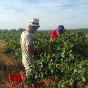 vendanges-clos-delis-1