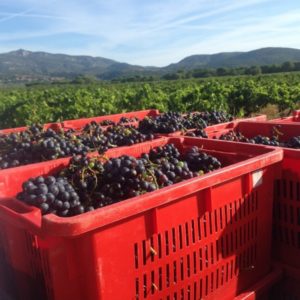 Vendanges du Clos d'Elis