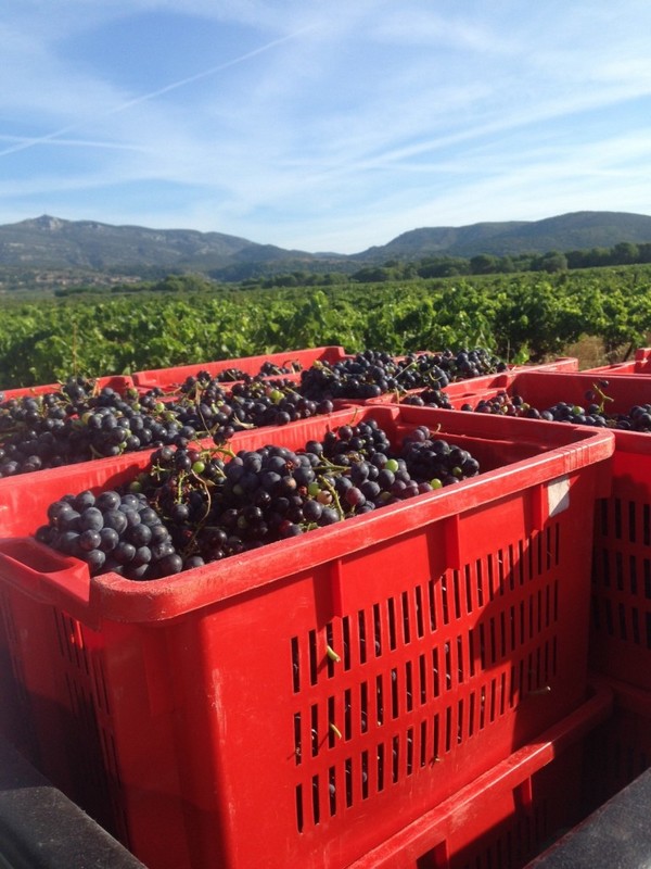 Vendanges du Clos d'Elis