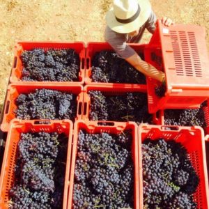 Vendanges du Clos d'Elis