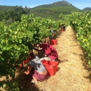 Vendanges du Clos d'Elis