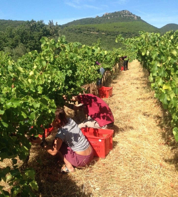 Vendanges du Clos d'Elis