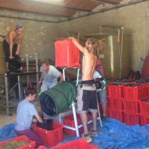 vendanges-clos-delis-6