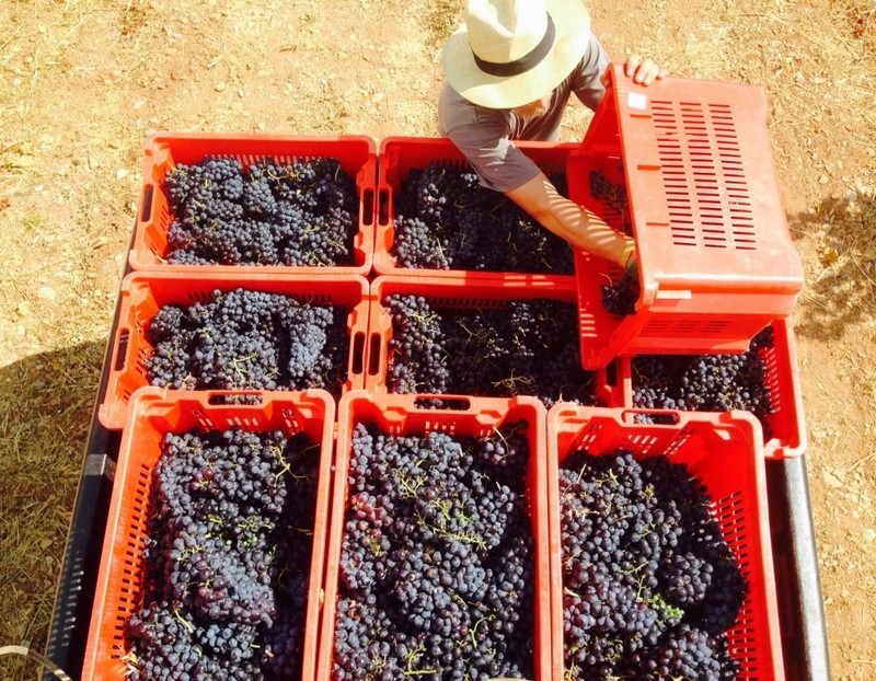 Vendanges du Clos d'Elis