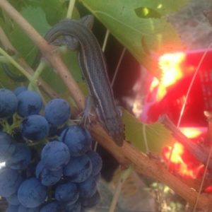 Lézard dans les vignes