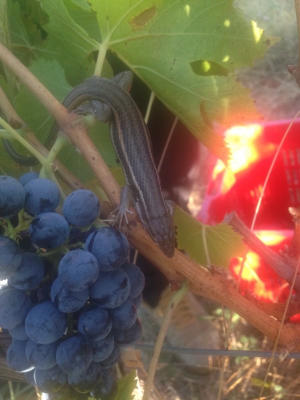 Lézard dans les vignes