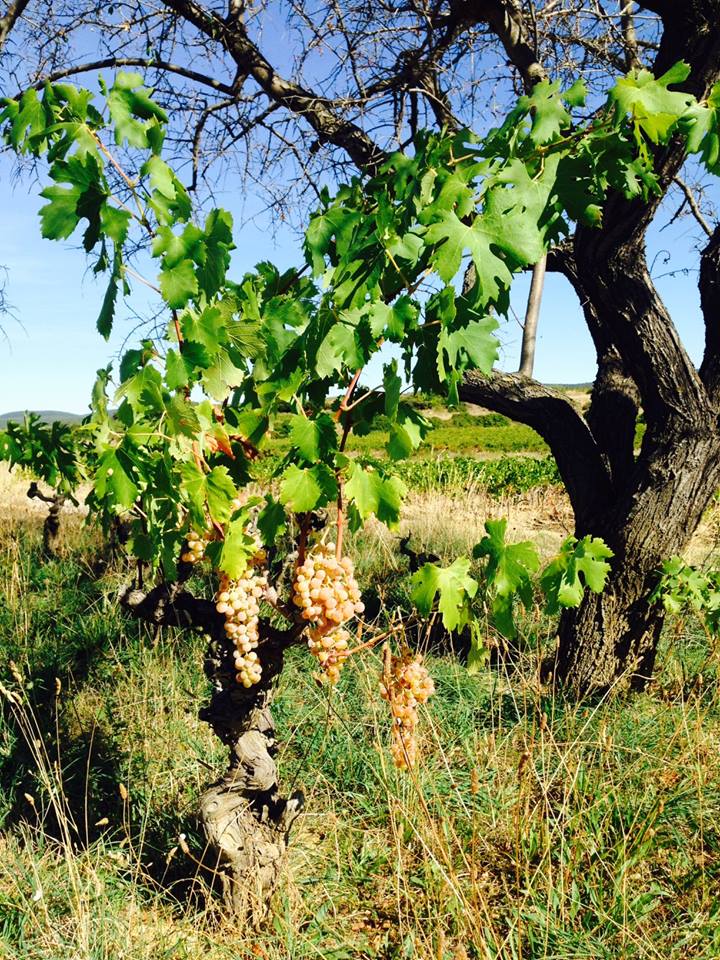 vignes Mas de Boissonnade
