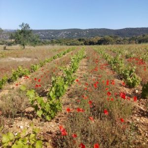 Plantier Aniane Mas de Boissonnade