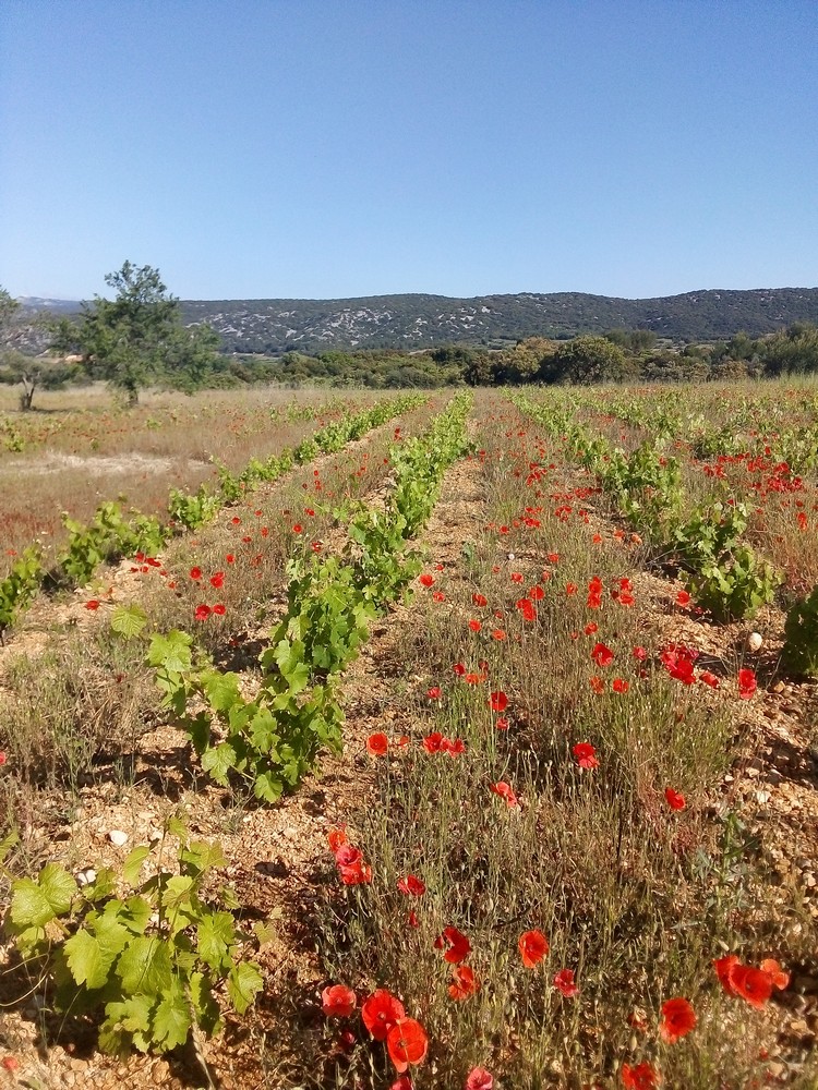 Plantier Aniane Mas de Boissonnade