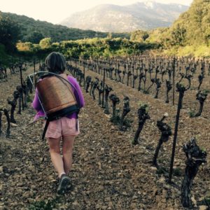 Pulvérisation vignes mas de Boissonnade