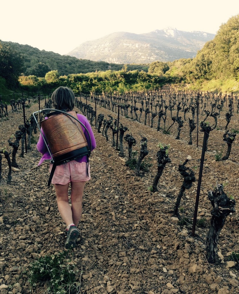 Pulvérisation vignes mas de Boissonnade