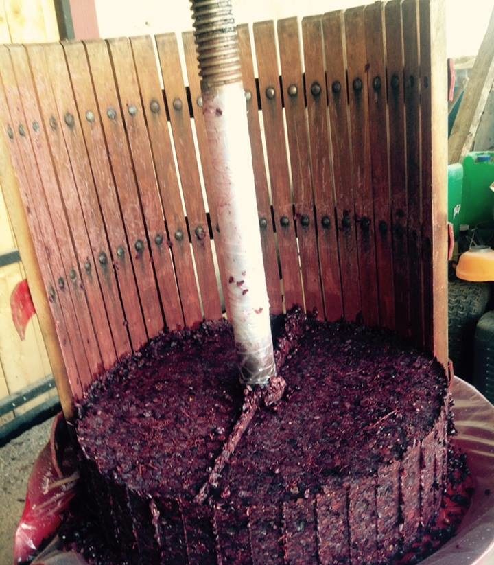 pressurage raisins Mas de Boissonnade