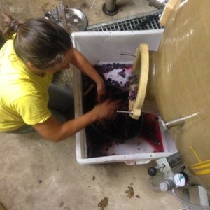 travail au chai Mas de Boissonnade