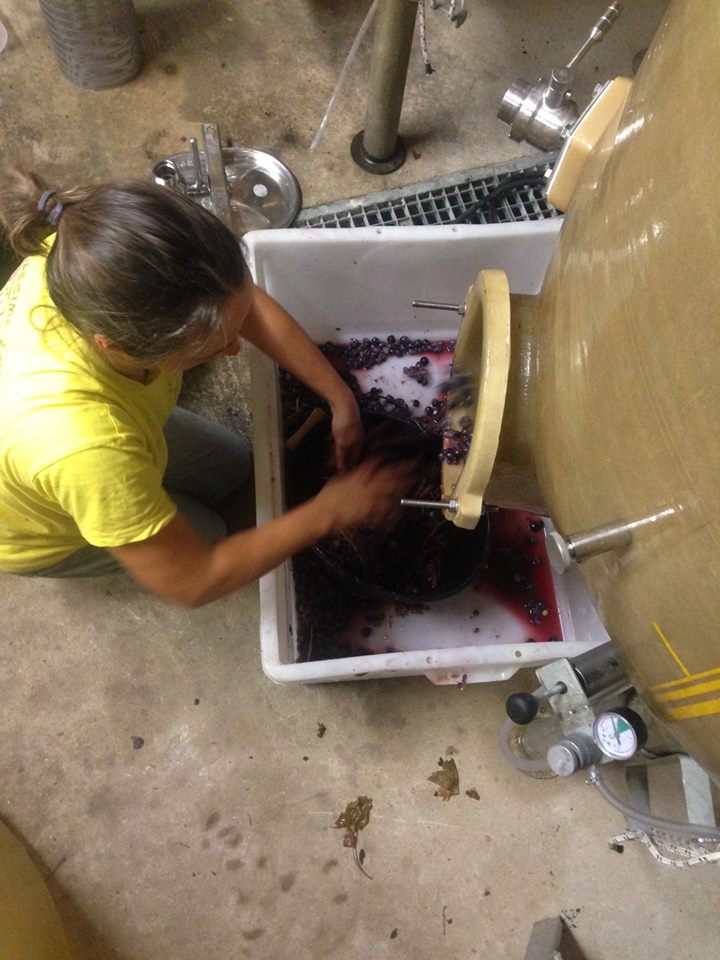 travail au chai Mas de Boissonnade