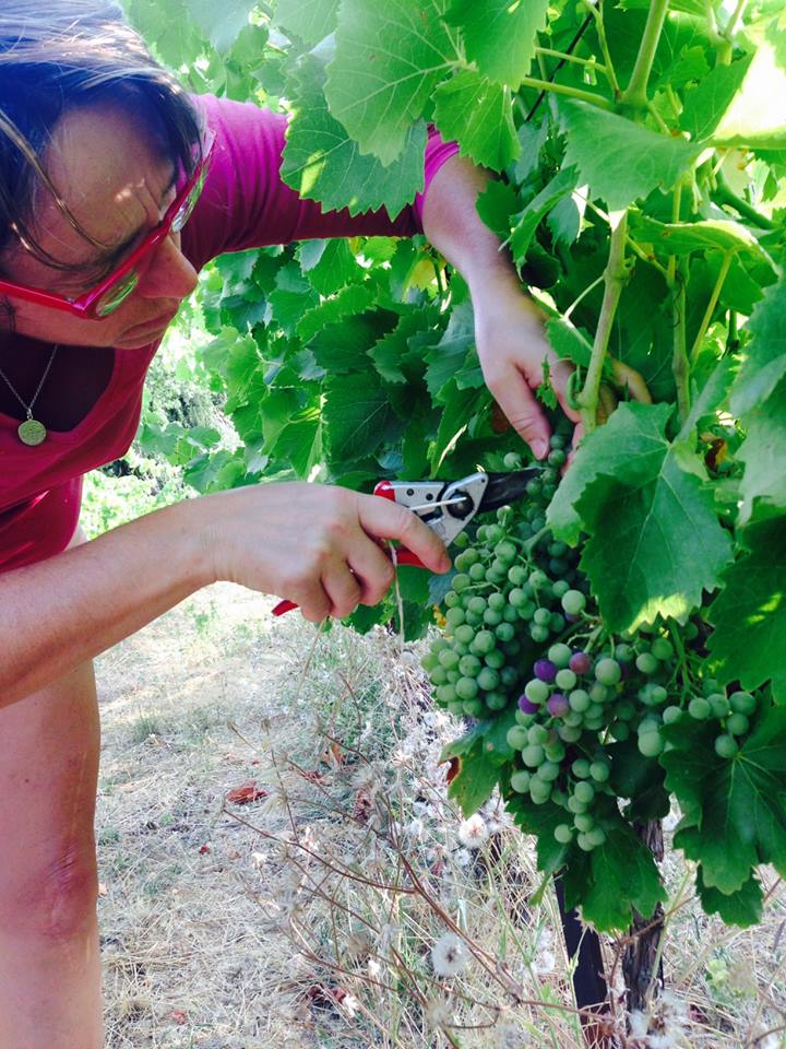 travail à la vigne au Mas de Boissonnade