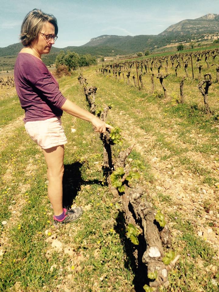 travail à la vigne Mas de Boissonnade