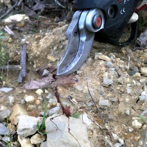 Les-vignes-David-contre-goliath