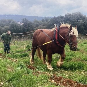 Les-vignes-cosinus-aniane