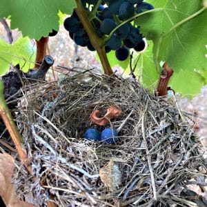Les-vignes-nid