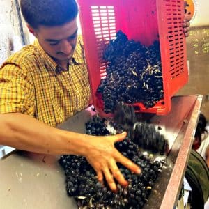 vendanges-egrappage-Gautier