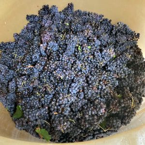 vendanges-maceration