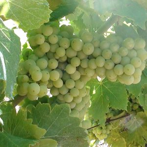Vignes du Mas de Boissonnade