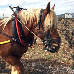 Labour au cheval au Mas de Boissonnade
